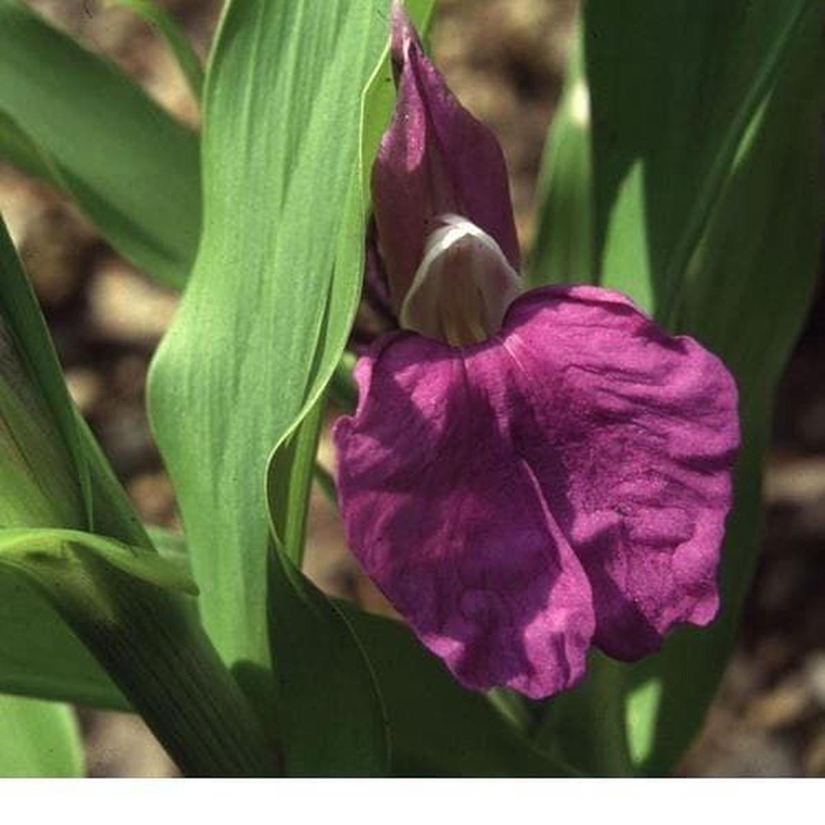 Roscoea procera Seeds