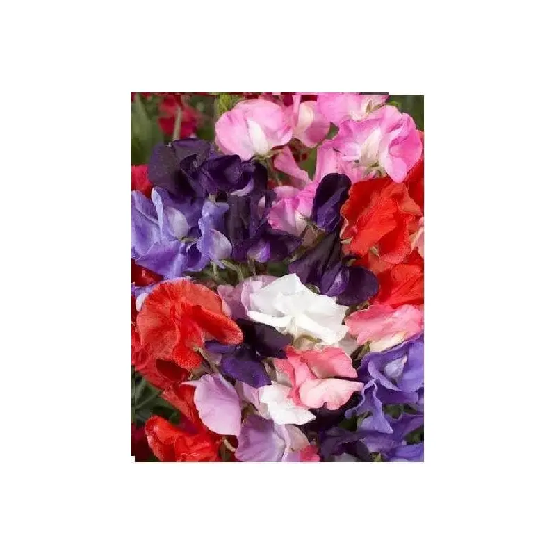 Sweet Pea Royal Family Mix Seeds