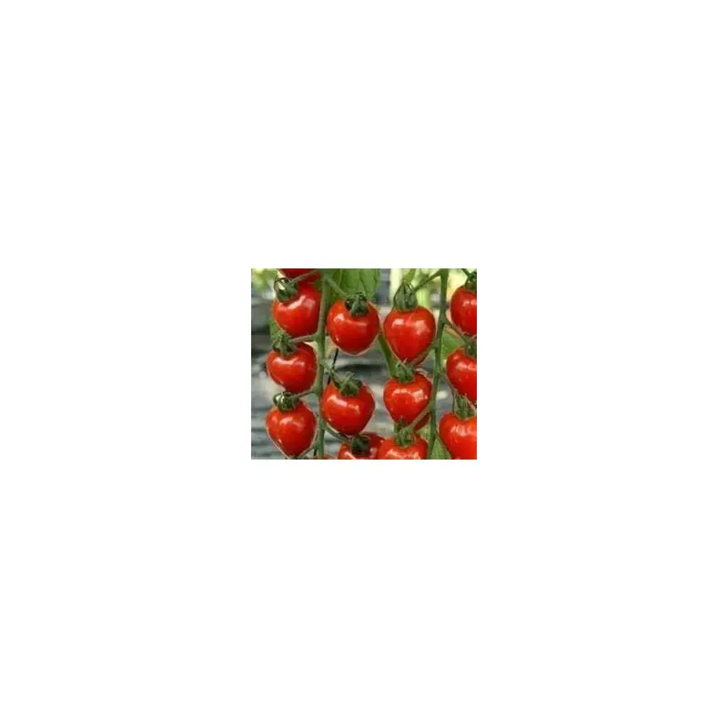 Tomato Tomatoberry Seeds