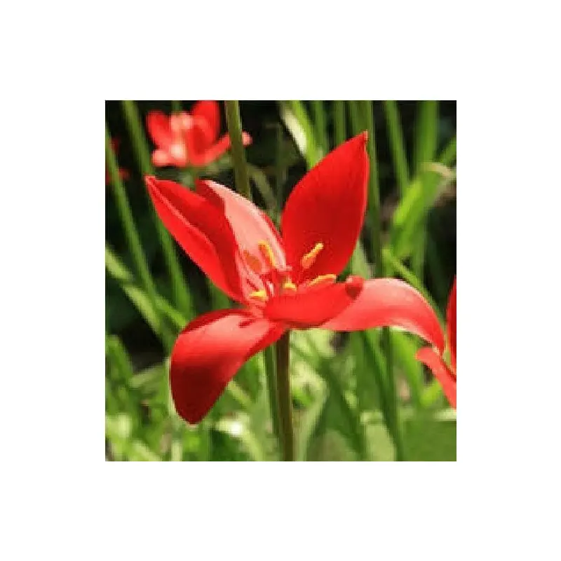 Tulipa sprengeri Seeds