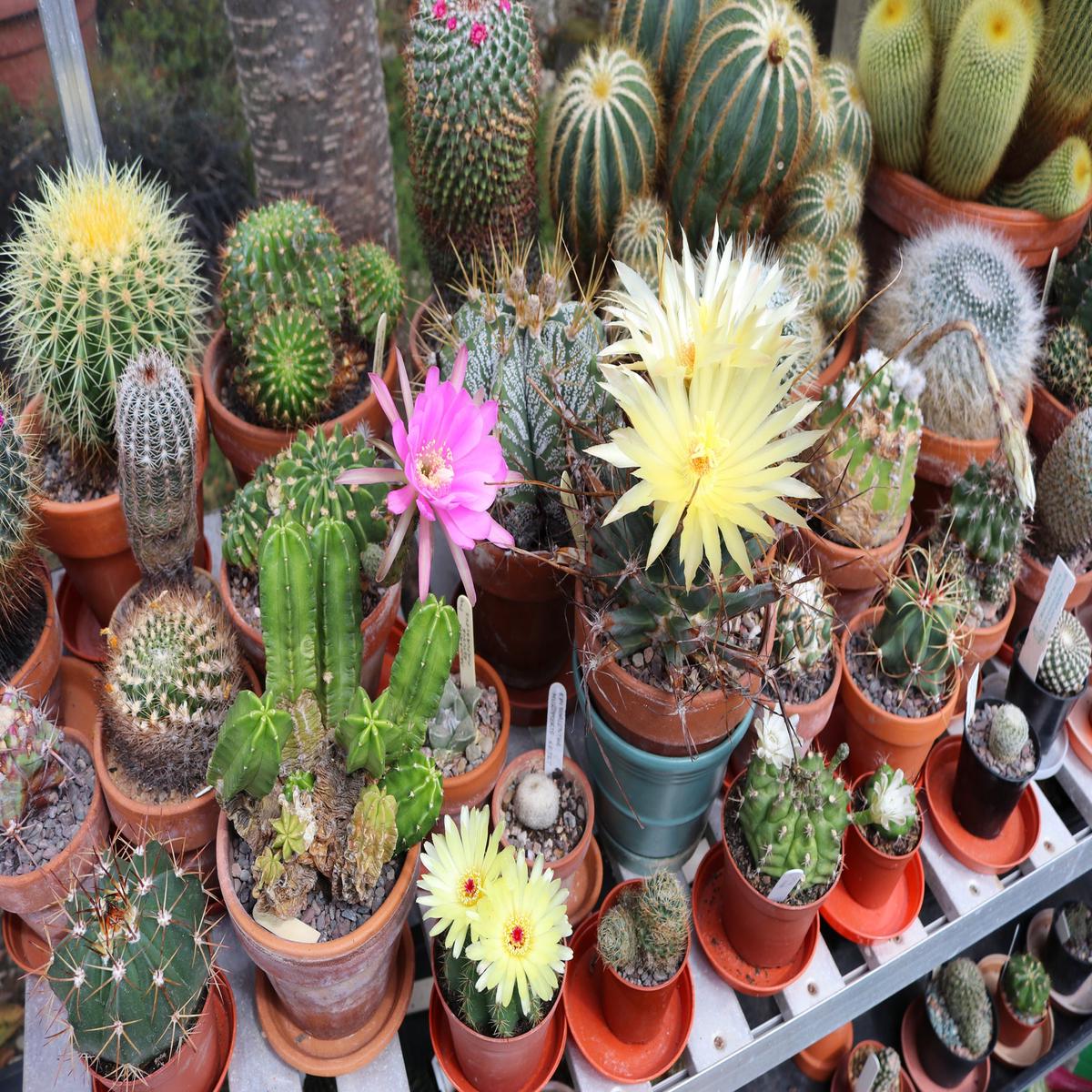 Cactus The Collectors Flowering Mix Seeds