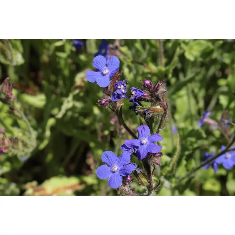 Anchusa italica Dropmore Seeds