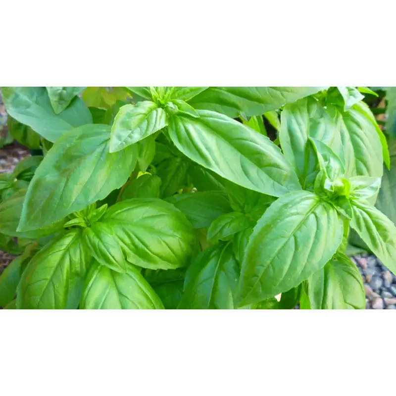 Basil Sweet - 4" Herbs - Chef Jeff's