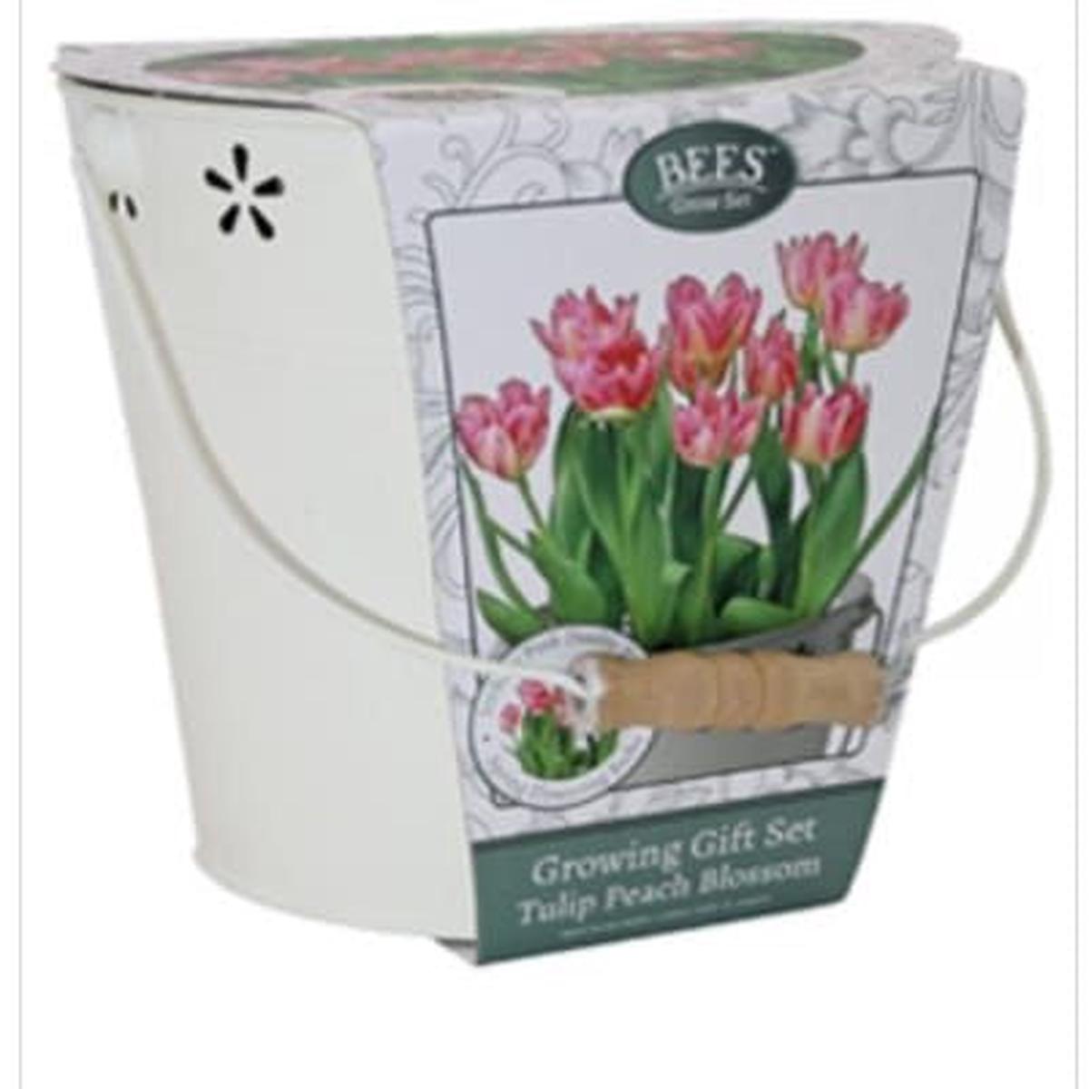 Bees Friends Tulip - Peach Blossom - Bulbs Spring Flower Bucket Growing Kit