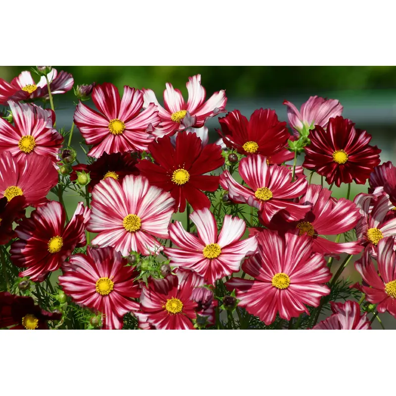 Cosmos Velouette Seeds