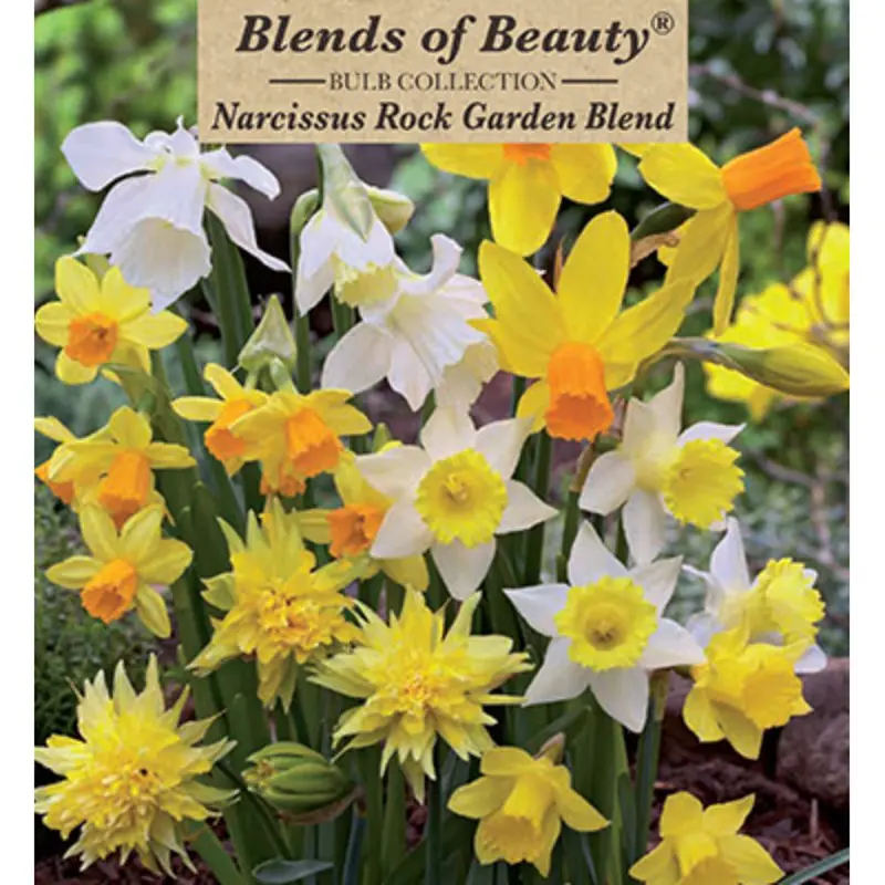 Netherland Bulb Co., Narcissus Rockgarden Blend