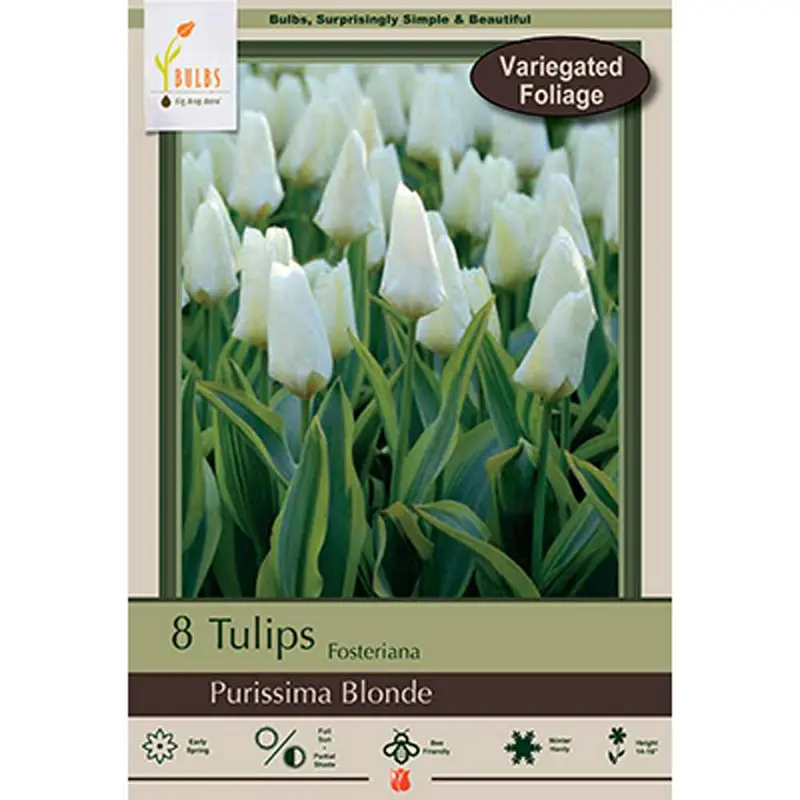 Netherland Bulb, Tulip, Purissima Blonde