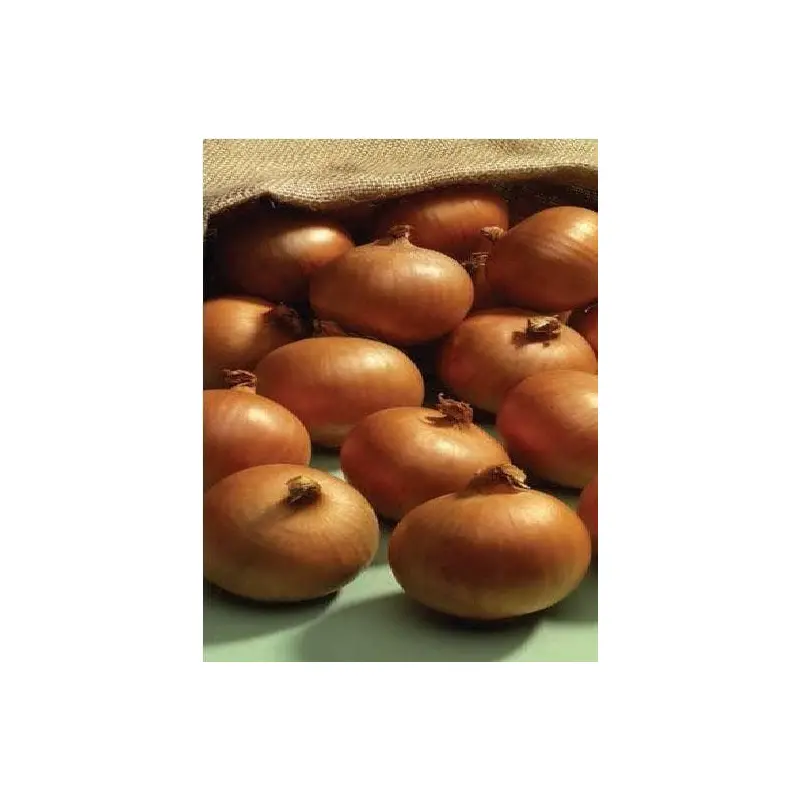 Onion Ailsa Craig Seeds