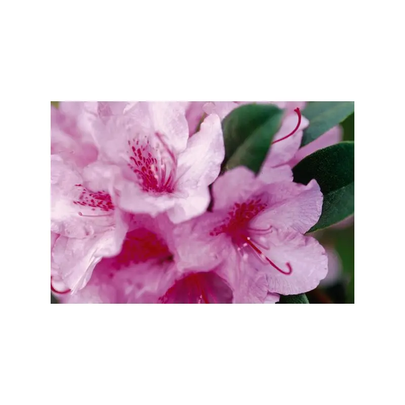 Rhododendron- Aglo Rhododendron-2 Gallon