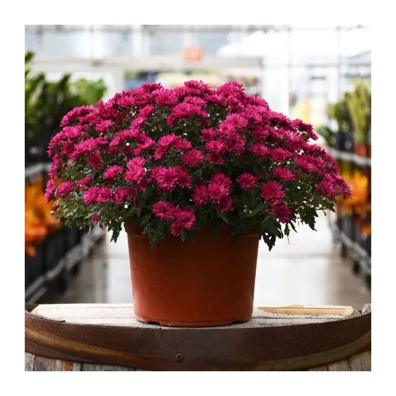 9" Mum - Patty Purple