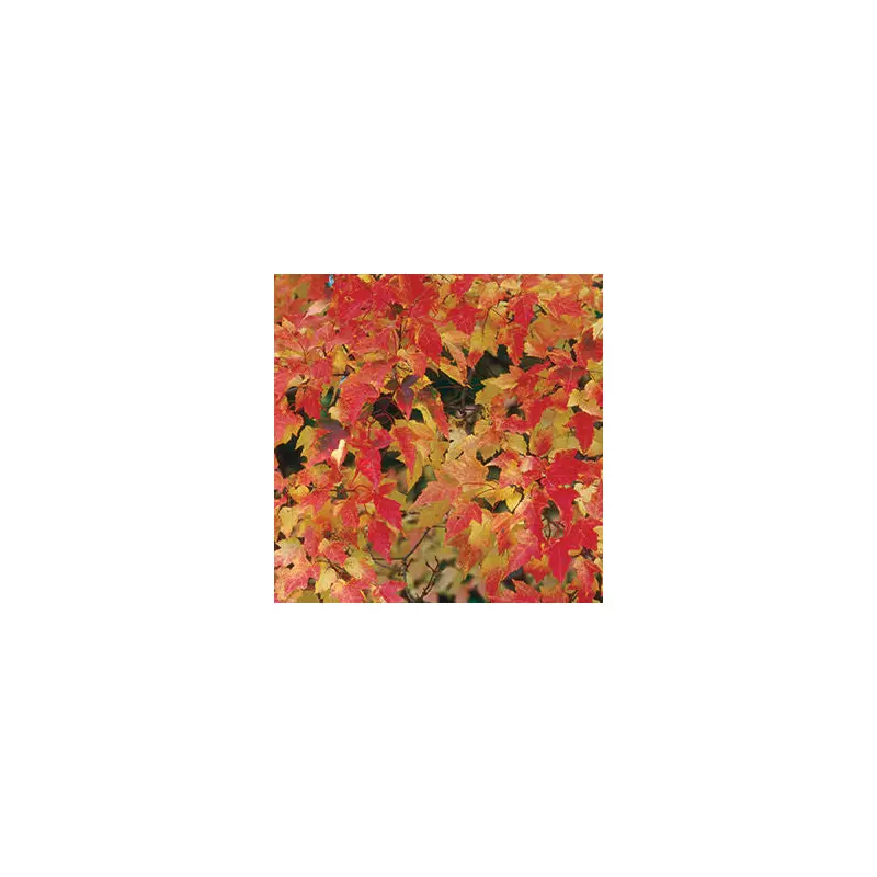Acer - Bailey Compact Amur Maple-2 Gallon