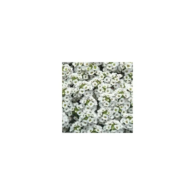 Alyssum- 4 Packs