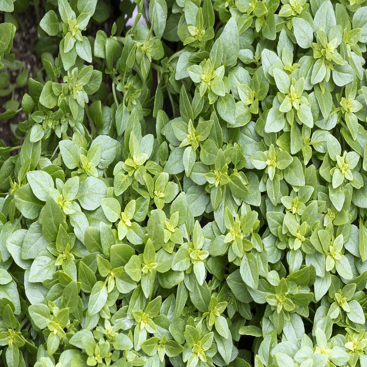 Basil Greek Seeds