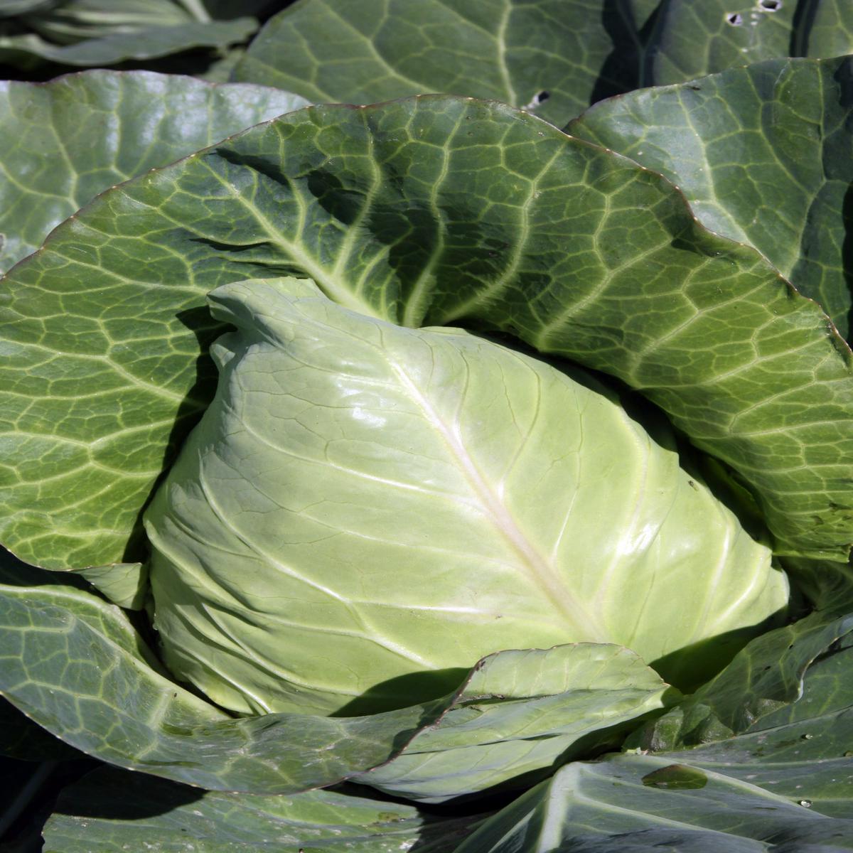 Cabbage Greyhound Seeds