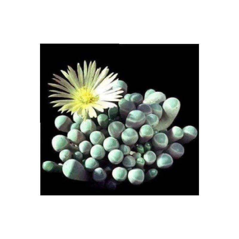 Cactus Baby Toes Fenestraria Aurantiaca Seeds