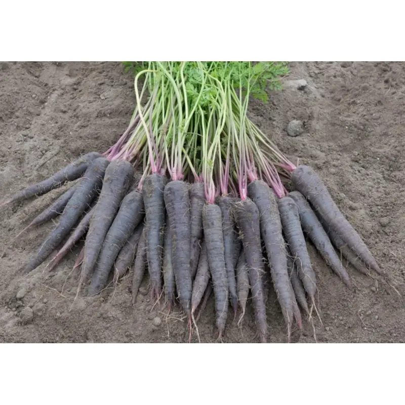 Carrot Deep Purple F1 Hybrid Seed