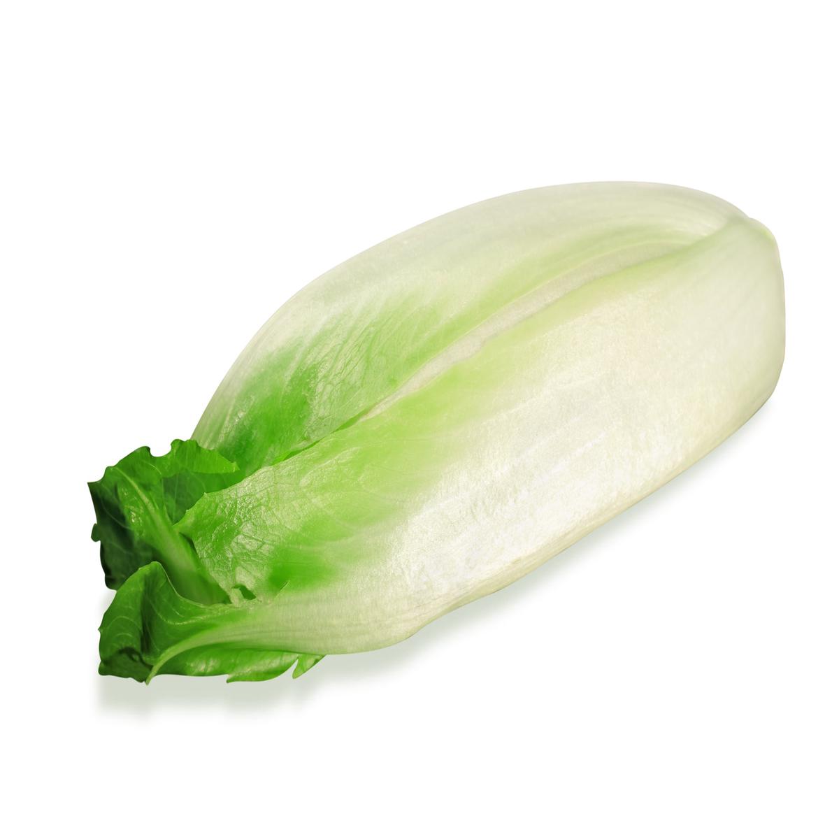 Chicory Brussels Witloof Seeds