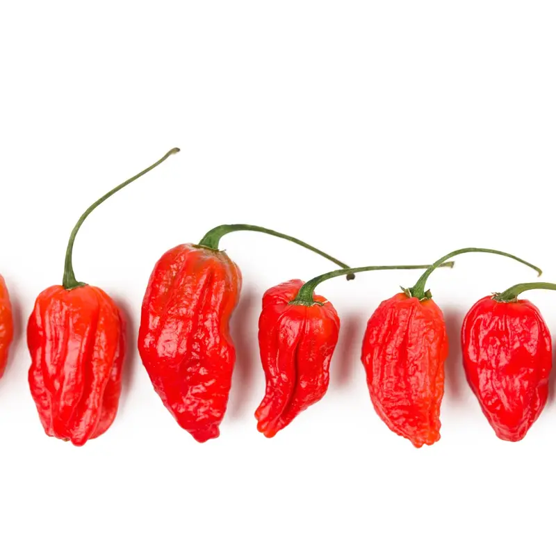 Chilli Pepper Hot Naga Morich Seeds