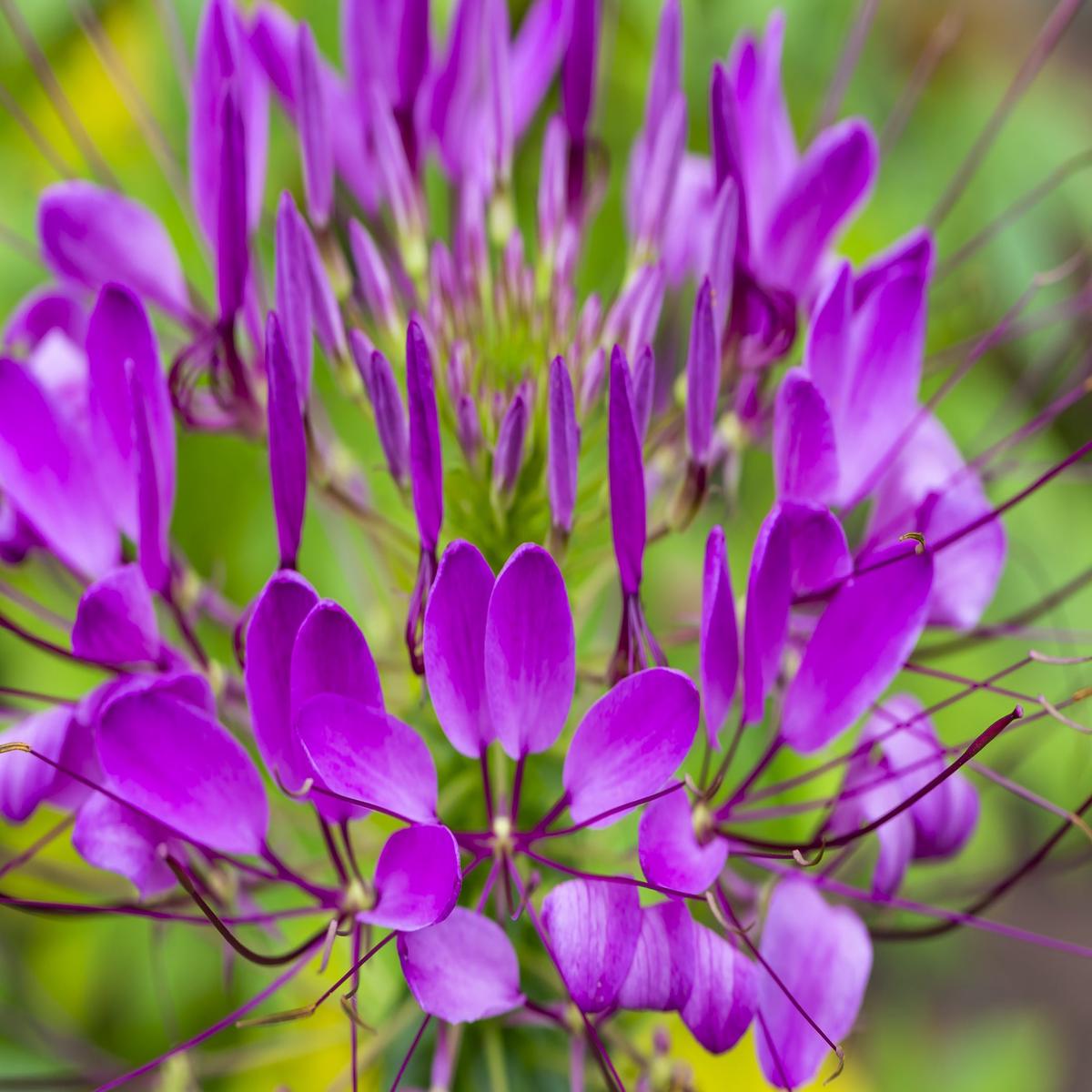 Cleome Spinosa Violet Queen Seeds