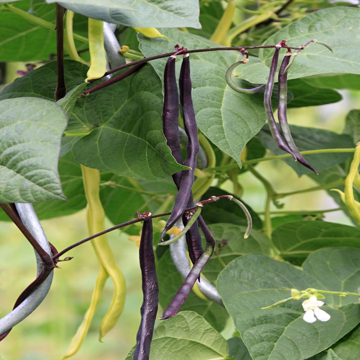 Climbing French Bean Cosse Violette Seeds  Purple Pod Variety
