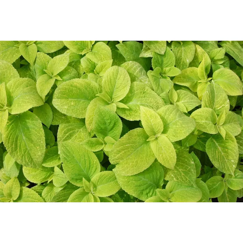 Coleus Wizard Golden Seeds
