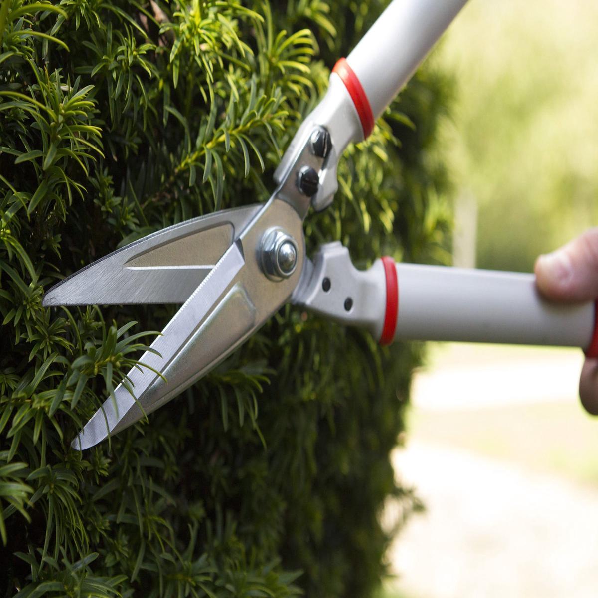 Darlac DP1426 Expert Bonsai & Topiary Shear UK SHIPPING ONLY