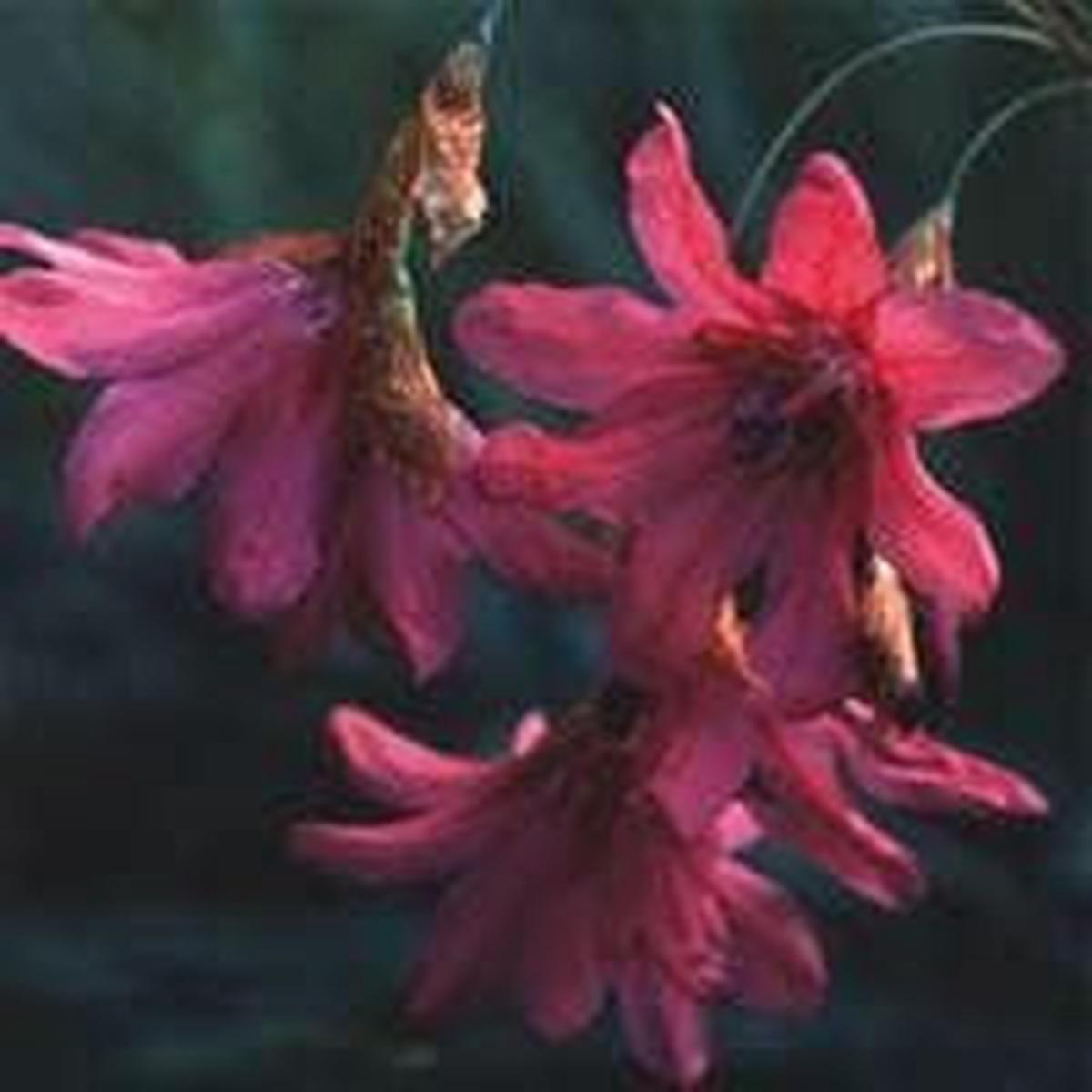 Dierama Igneum Seeds
