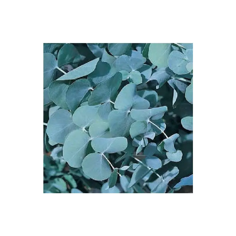 Eucalyptus Silver Plate Seeds