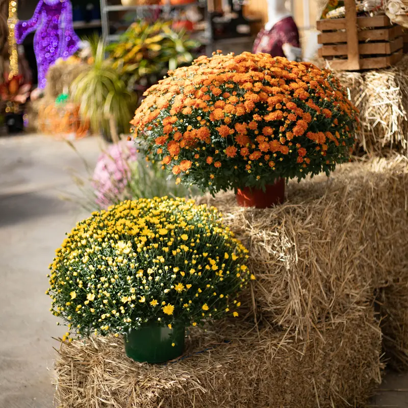 Fall Starter Porch Packages