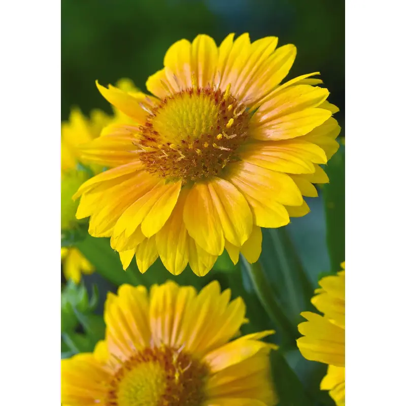 Gaillardia Grandiflora Arizona Apricot Seeds