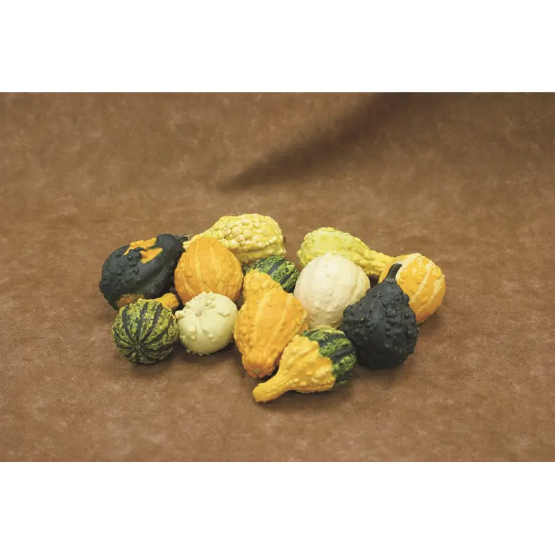 Gourd Fancy Warted Seeds