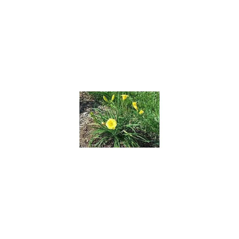 Hem- Mini Stella Daylily