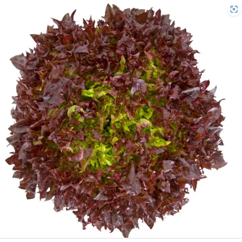 Lettuce Incised Leaf Salanova Haflex RZ (79-66) (Octagon replacement) Seeds