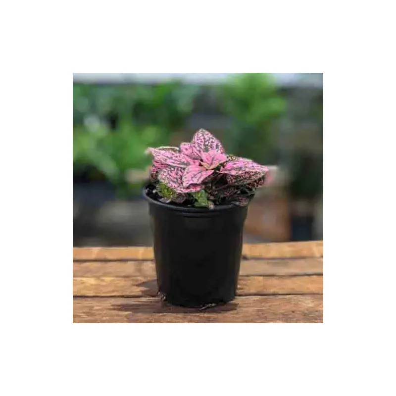 Mixed Polka Dot, Live Plant 3.5 in. Pot