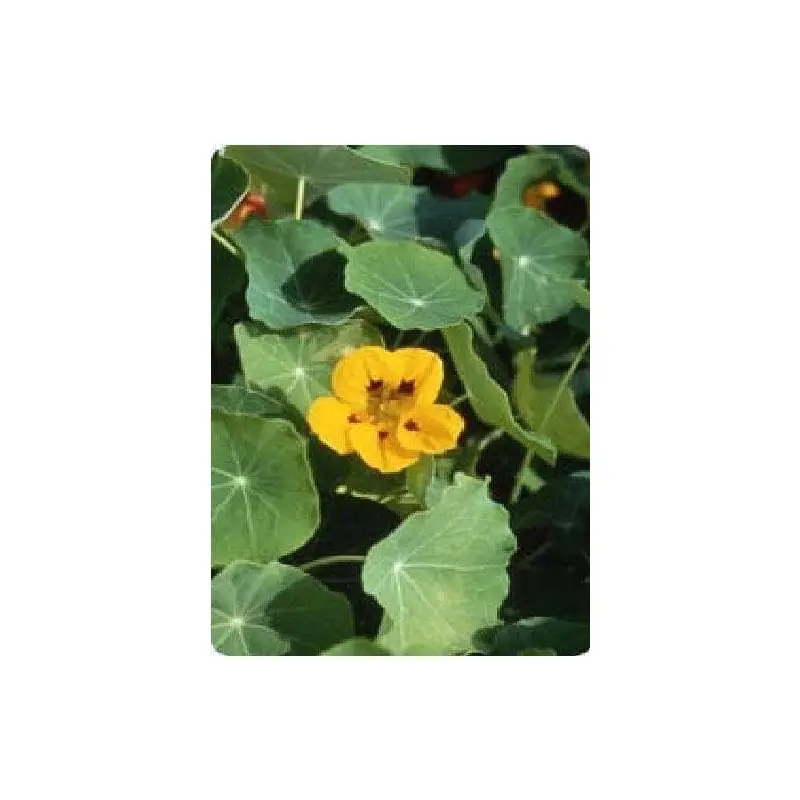 Nasturtium luteus Seeds