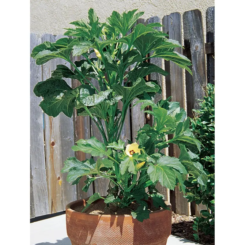 Okra Baby Bubba Seeds