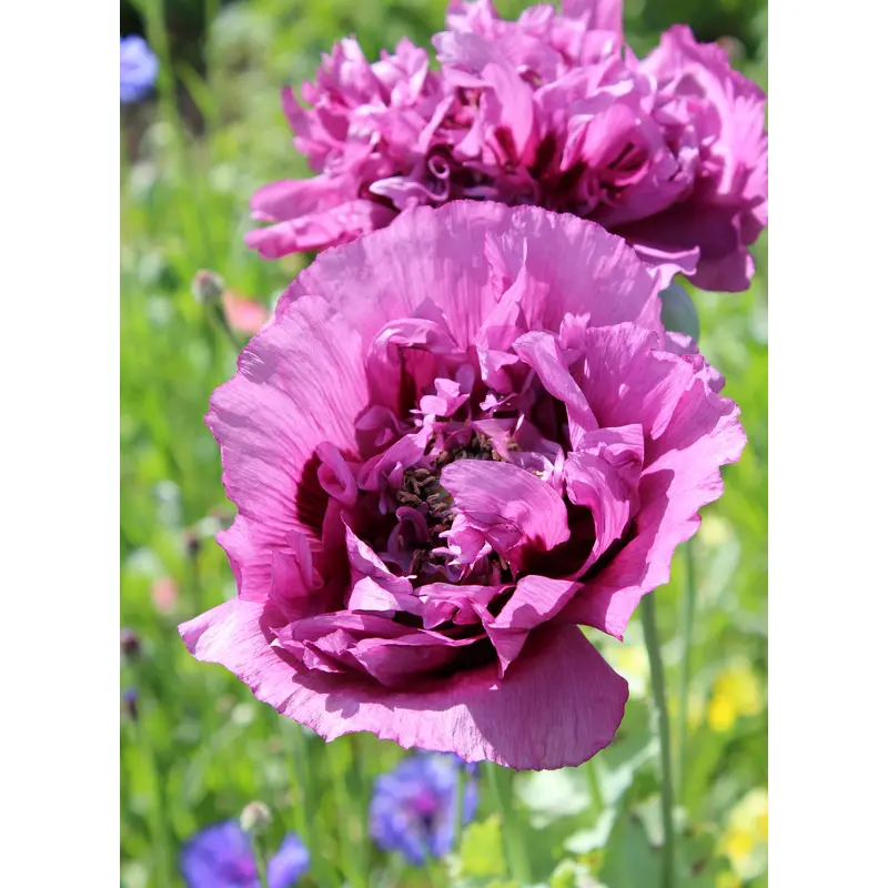 Poppy Papaver Double Somniferum Seeds