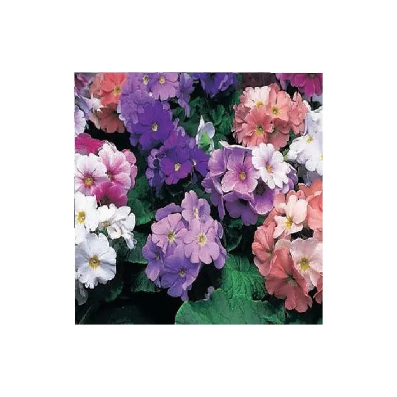 Primula obconica Libre Mix Seeds