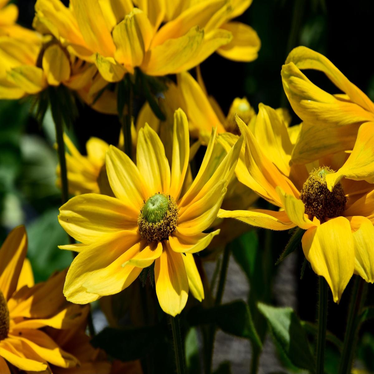 Rudbeckia Irish Eyes Seeds