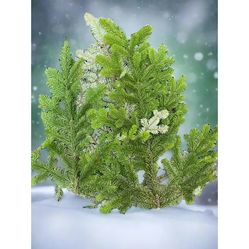 Silver Fir Boughs