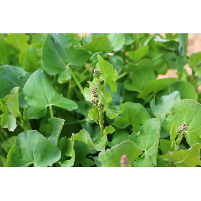 Sorrel Large French Seeds