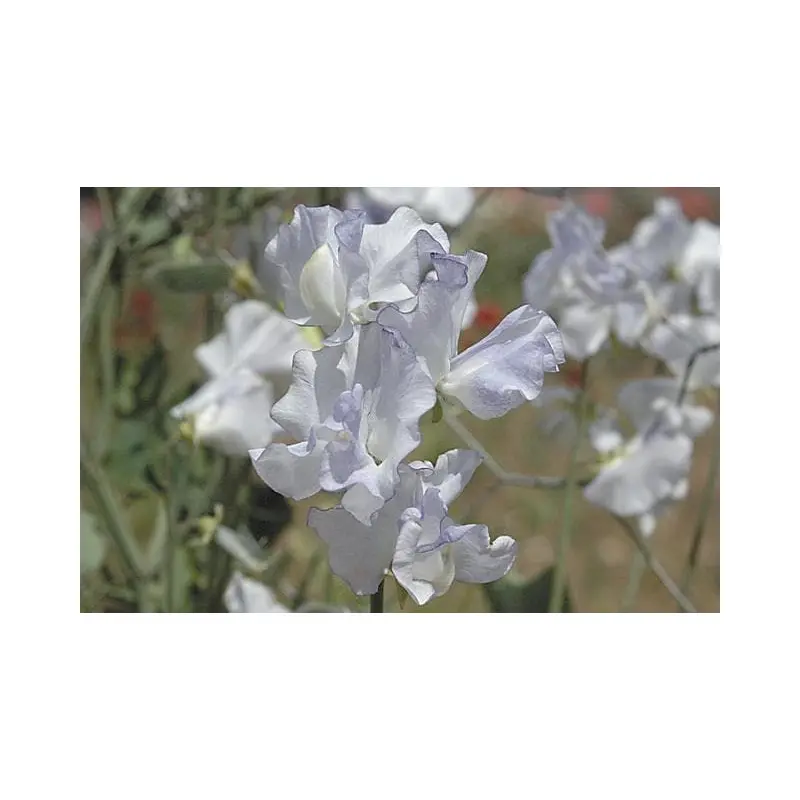 Sweet Pea Betty Maiden Seeds