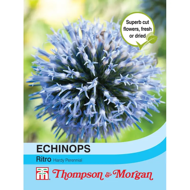 Thompson & Morgan - Echinops Ritro - 15 Seeds