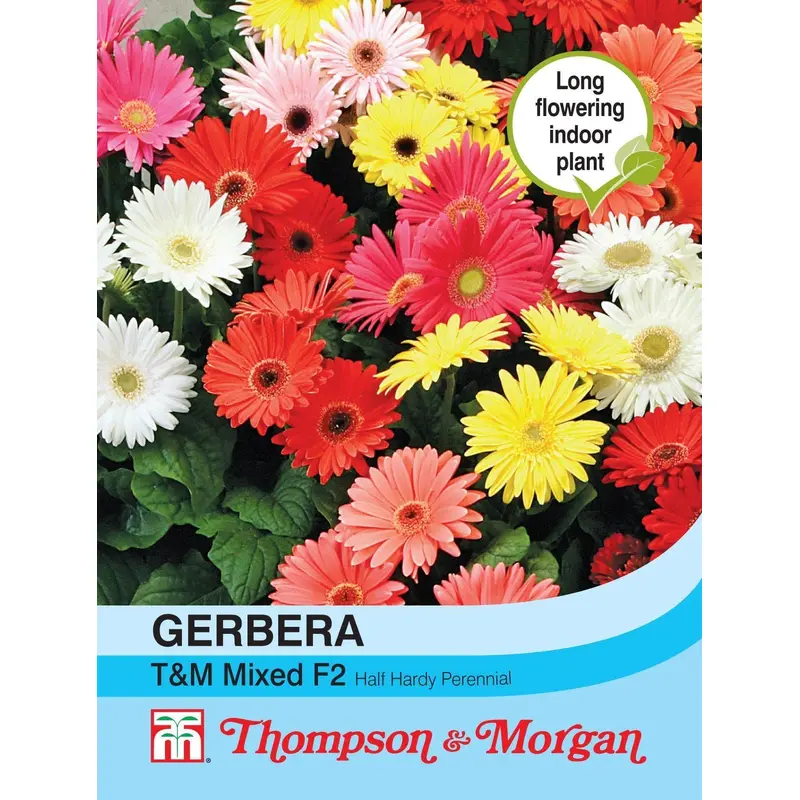 Thompson & Morgan Gerbera T&M Mixed F2 Hybrid 30 Seed