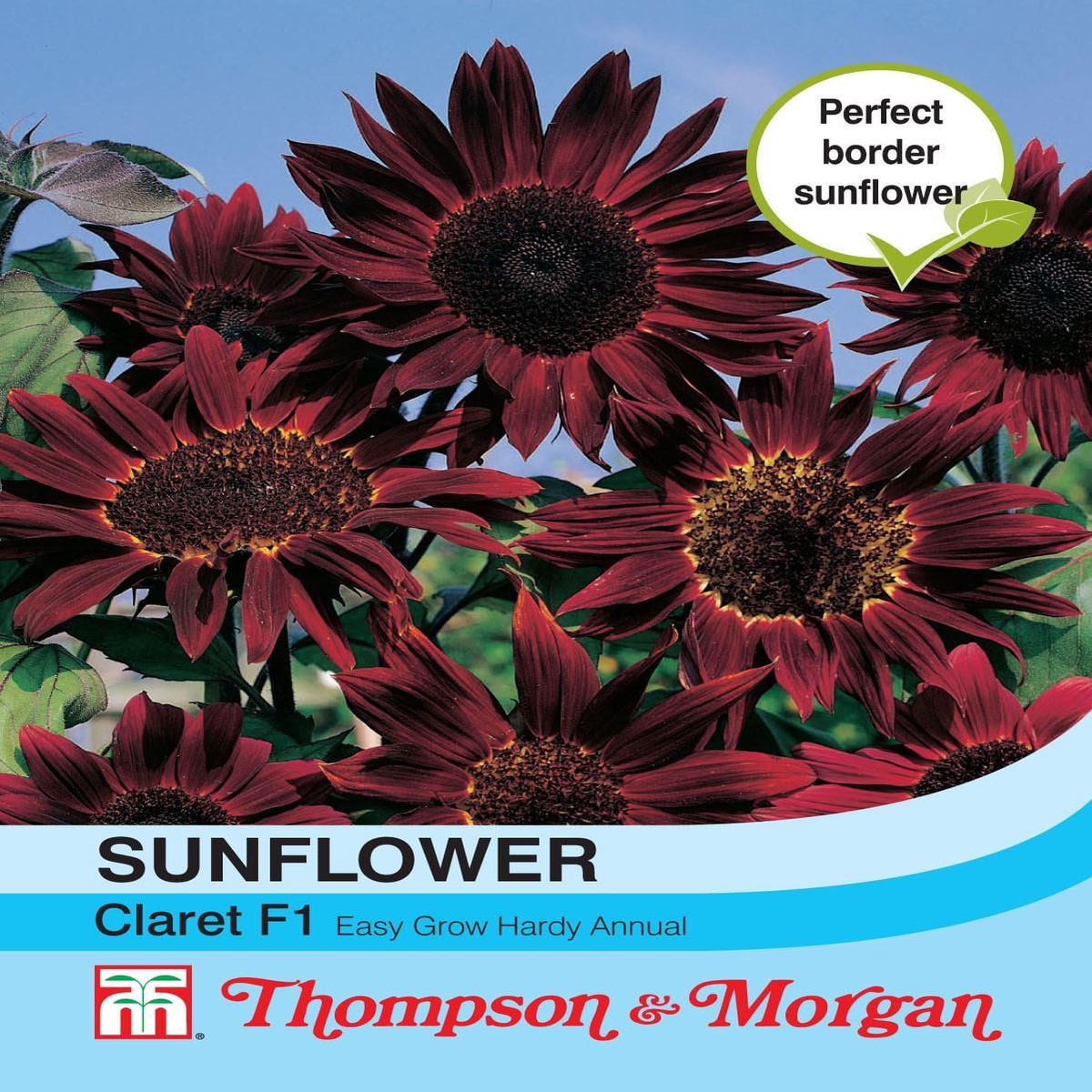 Thompson & Morgan Sunflower Claret 20 Seed