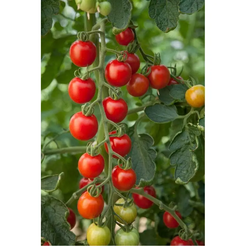 Tomato Consuelo F1 Hybrid Seeds