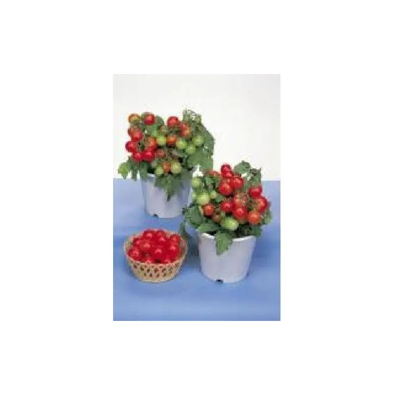 Tomato Red Robin Seeds