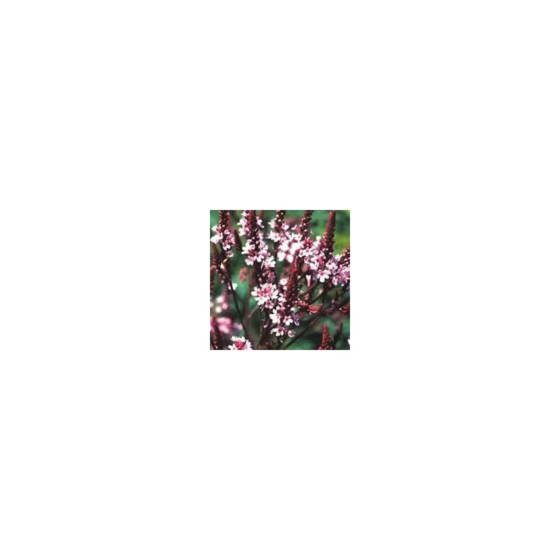 Verbena Hastata Rosea Seeds