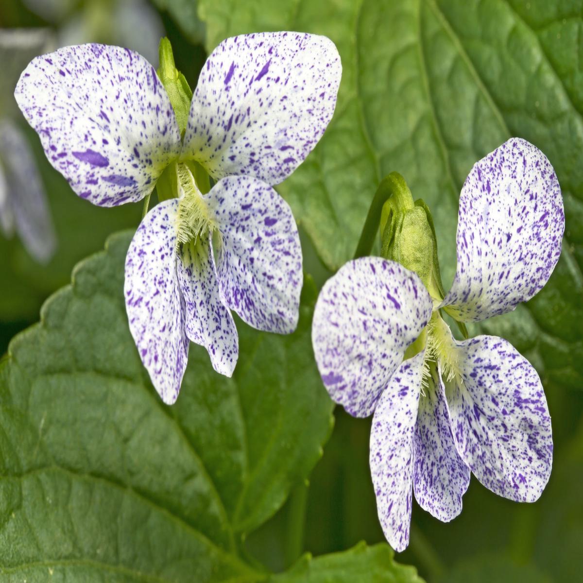 Viola Freckles Seeds