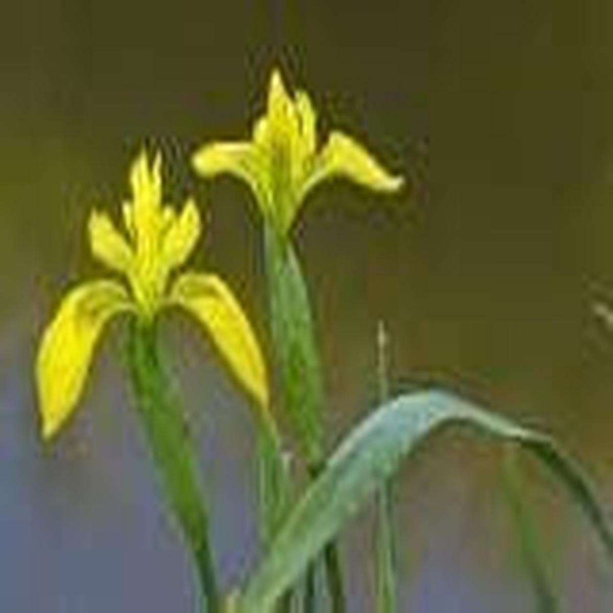 Wild Flower Yellow Flag Iris pseudodacorus Seeds